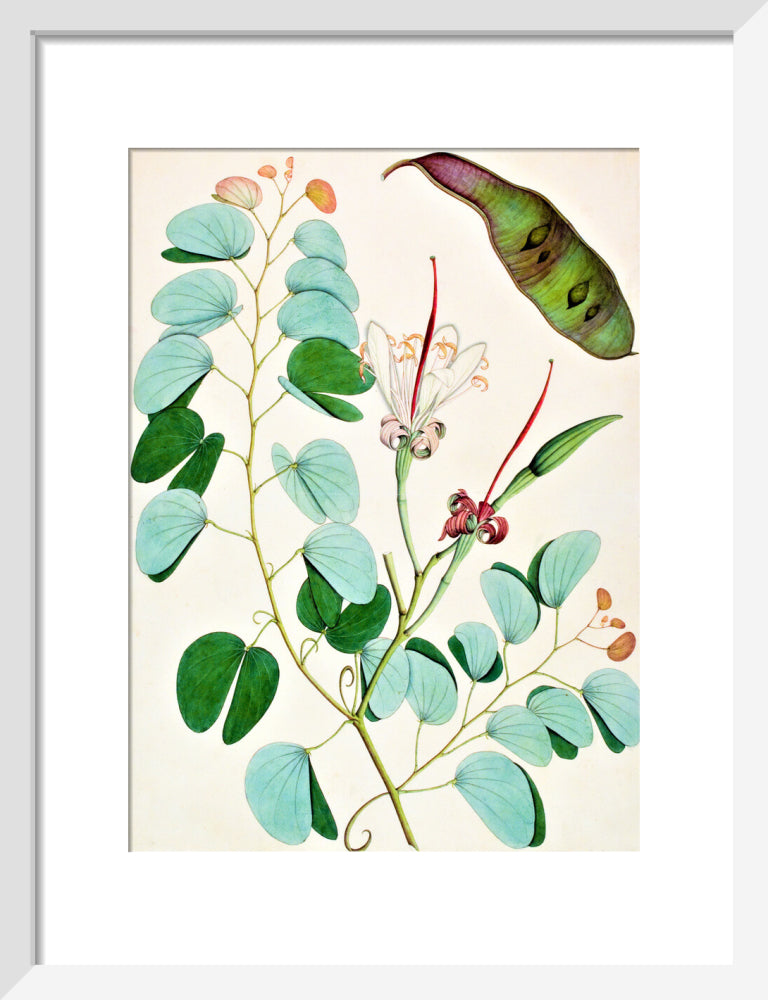 Bauhinia Semibifida - The Dapuri Collection