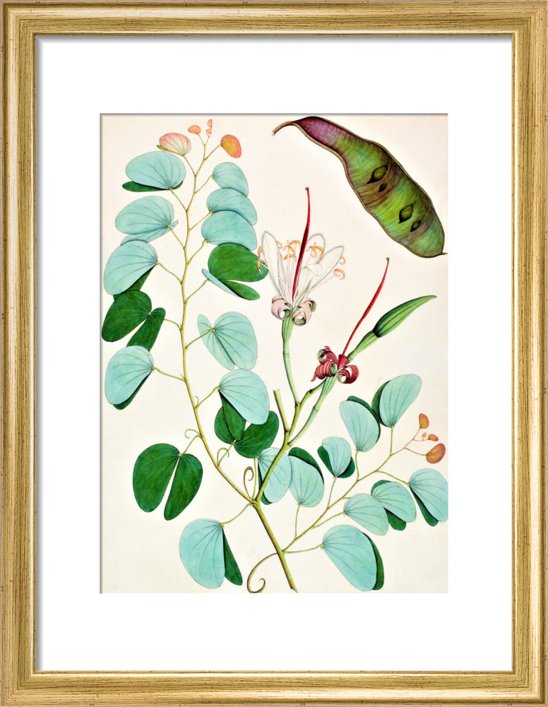 Bauhinia Semibifida - The Dapuri Collection