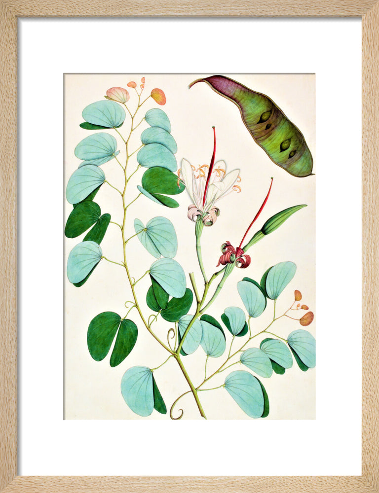 Bauhinia Semibifida - The Dapuri Collection