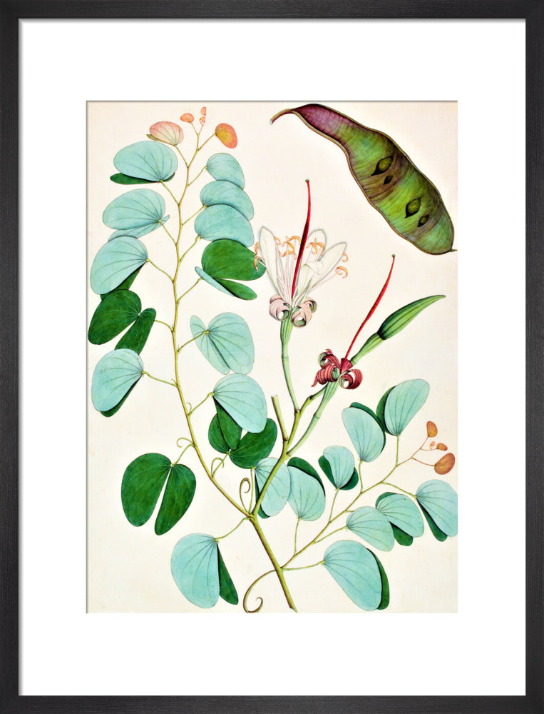 Bauhinia Semibifida - The Dapuri Collection
