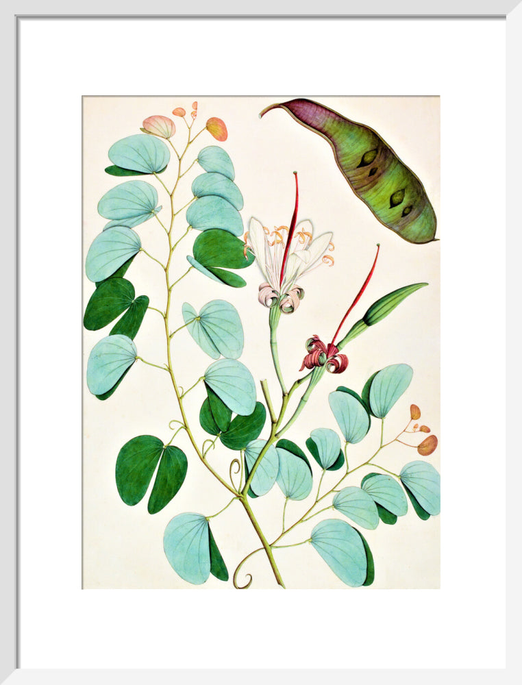 Bauhinia Semibifida - The Dapuri Collection