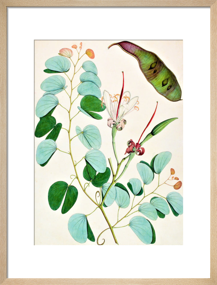 Bauhinia Semibifida - The Dapuri Collection