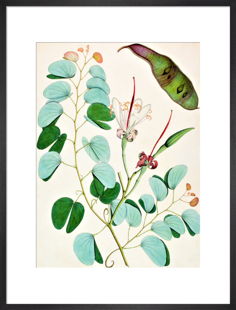 Bauhinia Semibifida - The Dapuri Collection