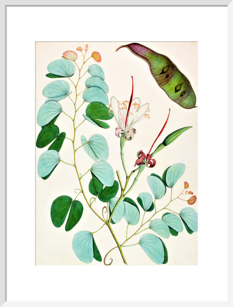 Bauhinia Semibifida - The Dapuri Collection