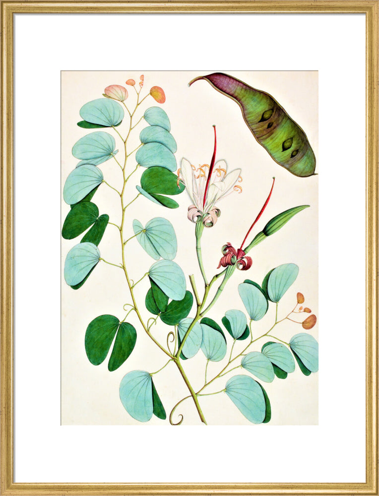 Bauhinia Semibifida - The Dapuri Collection