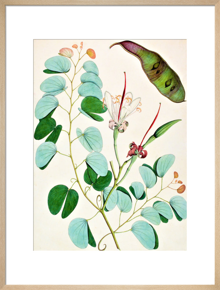 Bauhinia Semibifida - The Dapuri Collection