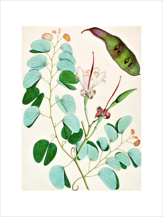 Bauhinia Semibifida - The Dapuri Collection