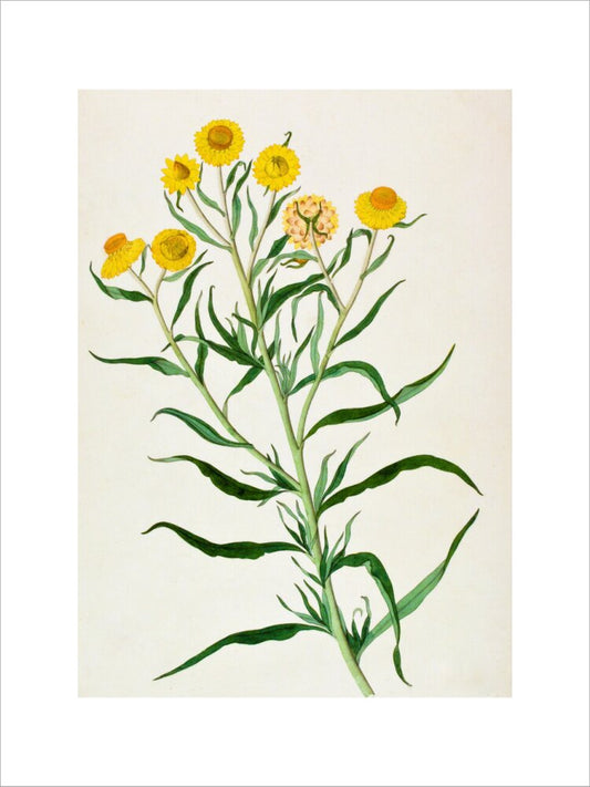 Bracteantha Bracteata - The Dapuri Collection