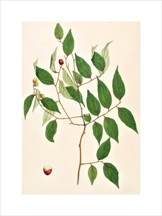 Cansjera Rheedii - The Dapuri Collection