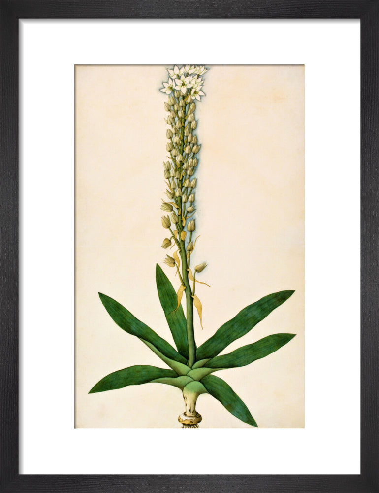 Chlorophytum Glaucum - The Dapuri Collection
