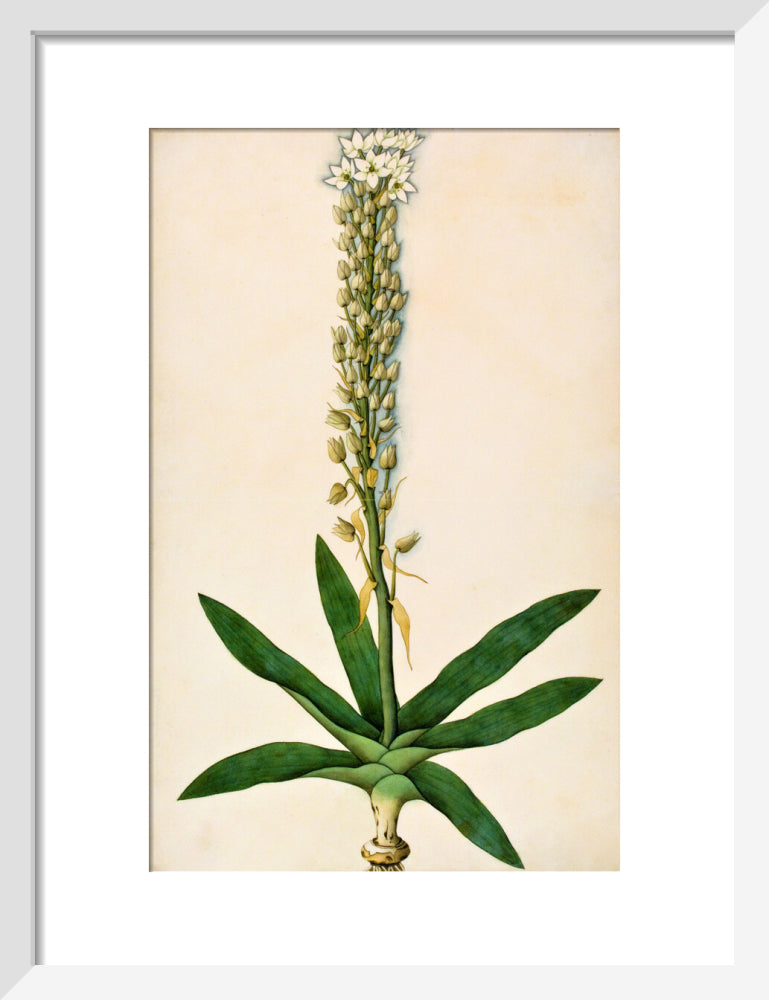Chlorophytum Glaucum - The Dapuri Collection