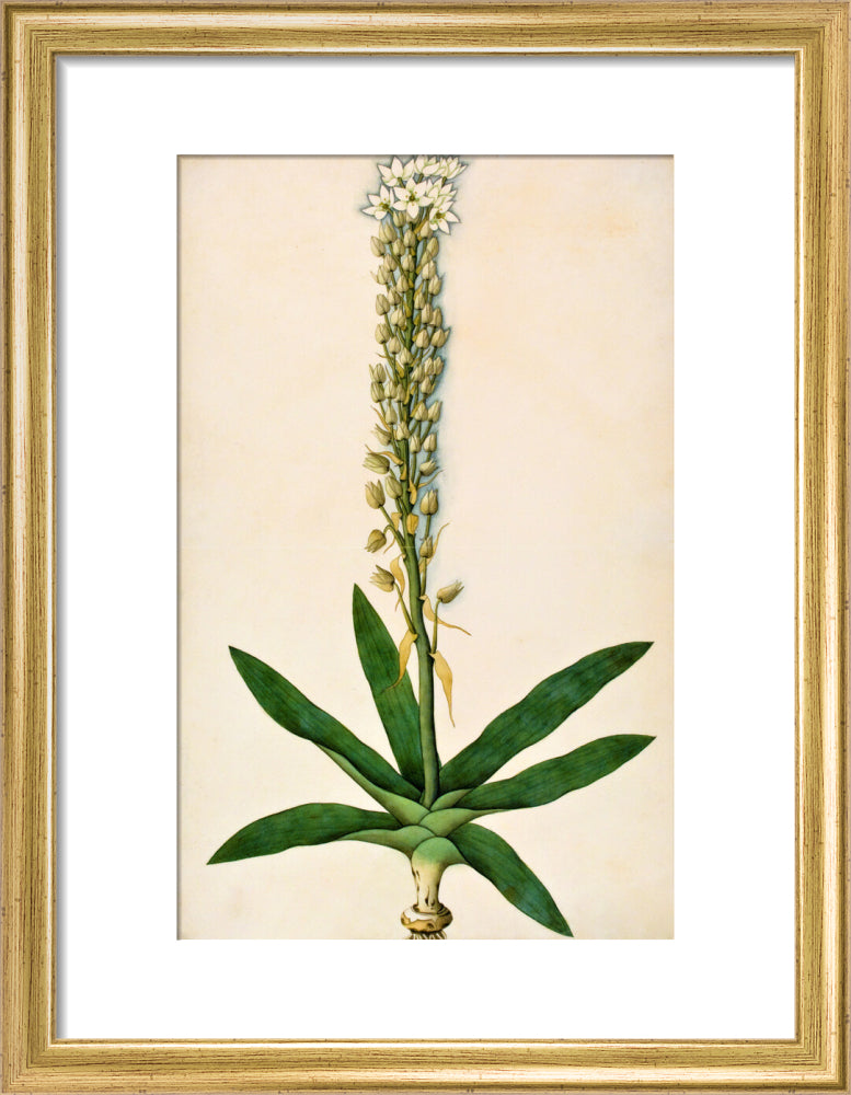 Chlorophytum Glaucum - The Dapuri Collection