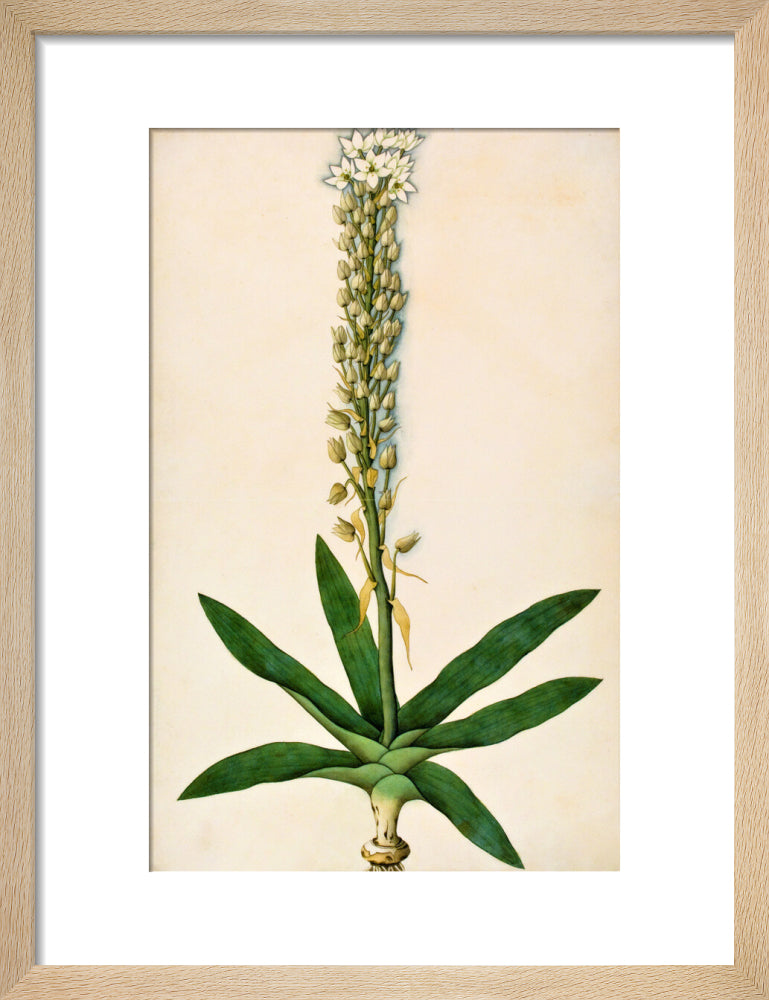 Chlorophytum Glaucum - The Dapuri Collection