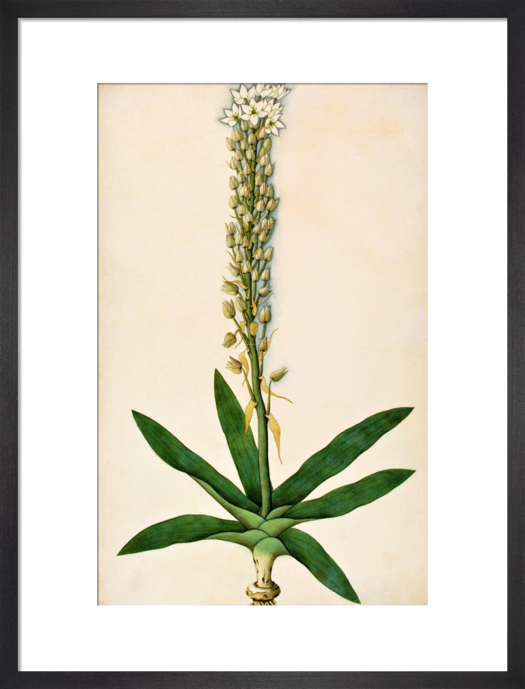 Chlorophytum Glaucum - The Dapuri Collection