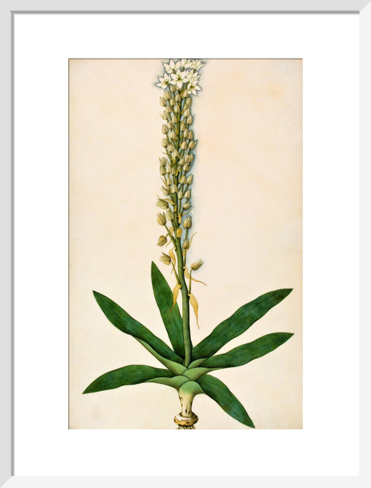Chlorophytum Glaucum - The Dapuri Collection