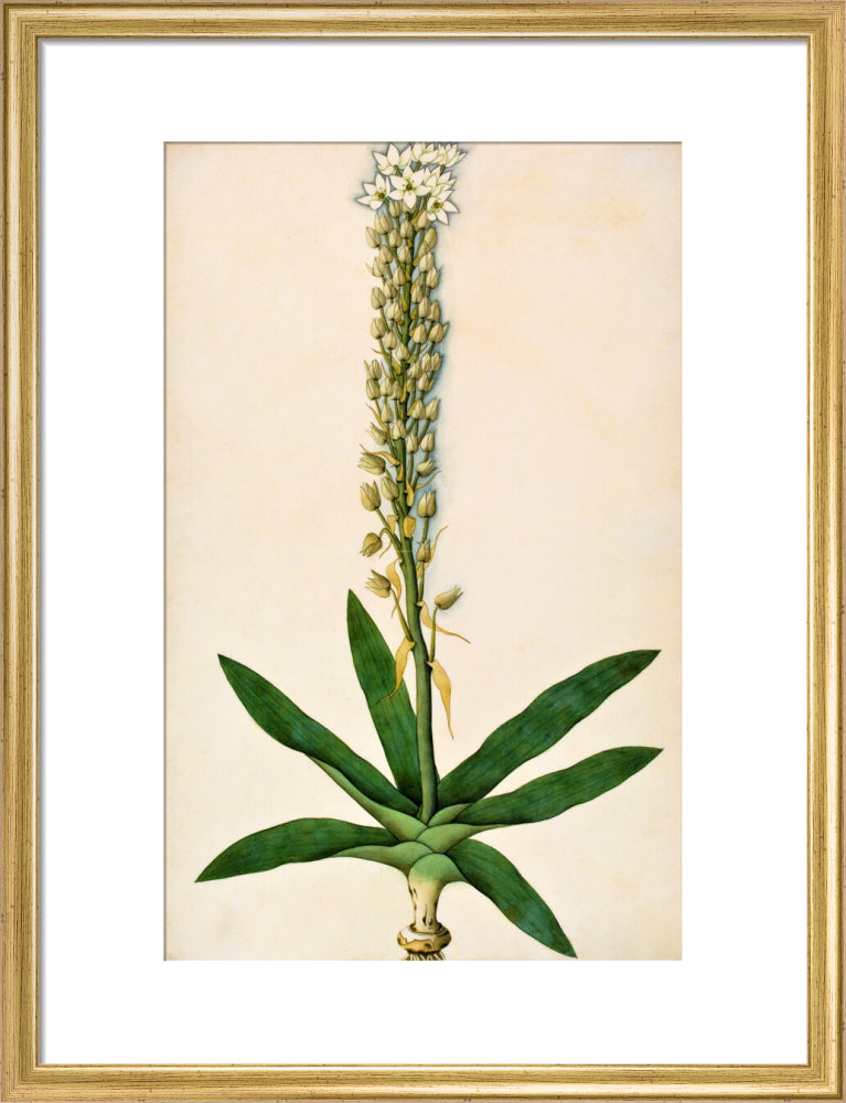 Chlorophytum Glaucum - The Dapuri Collection