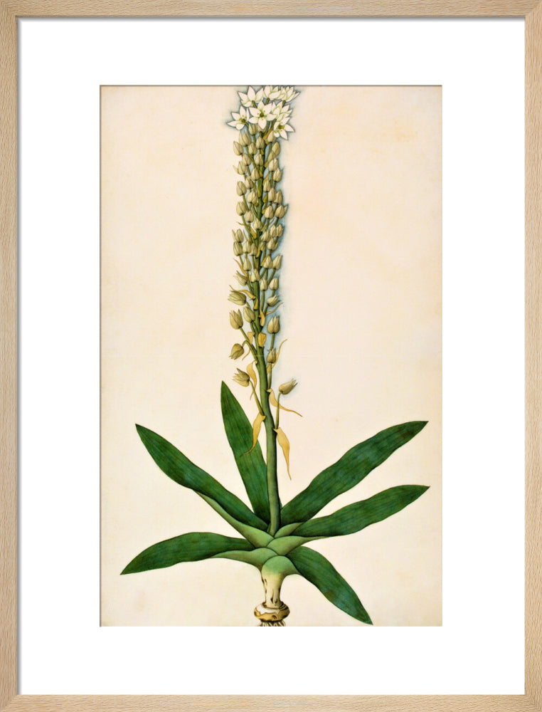 Chlorophytum Glaucum - The Dapuri Collection