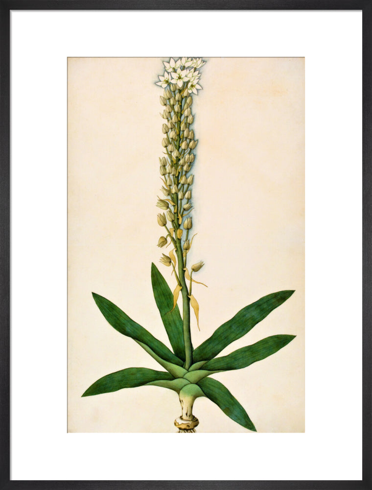 Chlorophytum Glaucum - The Dapuri Collection