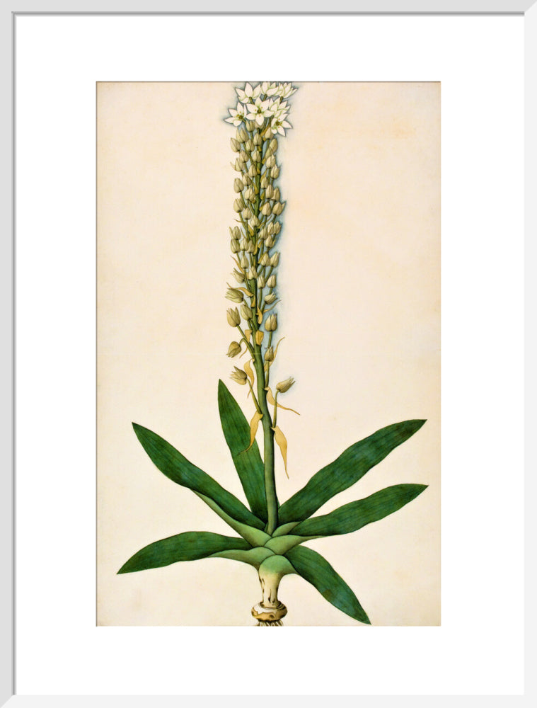 Chlorophytum Glaucum - The Dapuri Collection