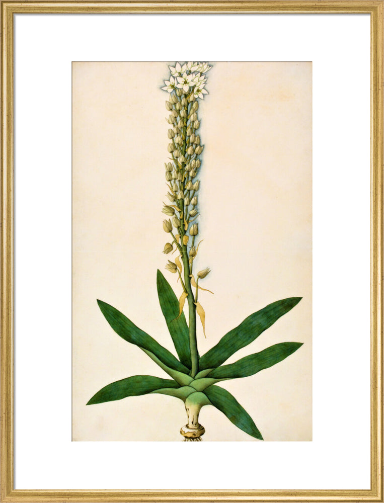 Chlorophytum Glaucum - The Dapuri Collection