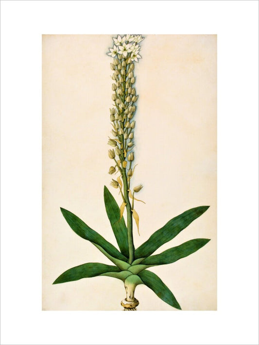 Chlorophytum Glaucum - The Dapuri Collection