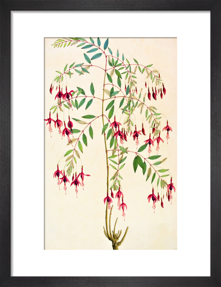 Fuschia Magellanica - The Dapuri Collection