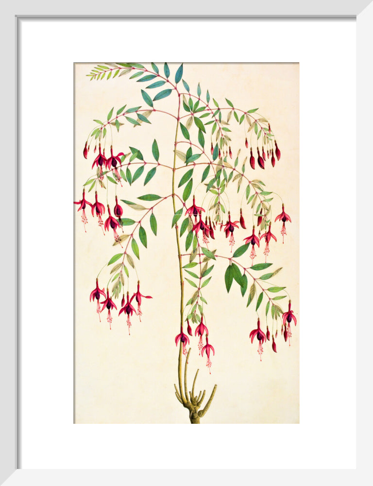 Fuschia Magellanica - The Dapuri Collection