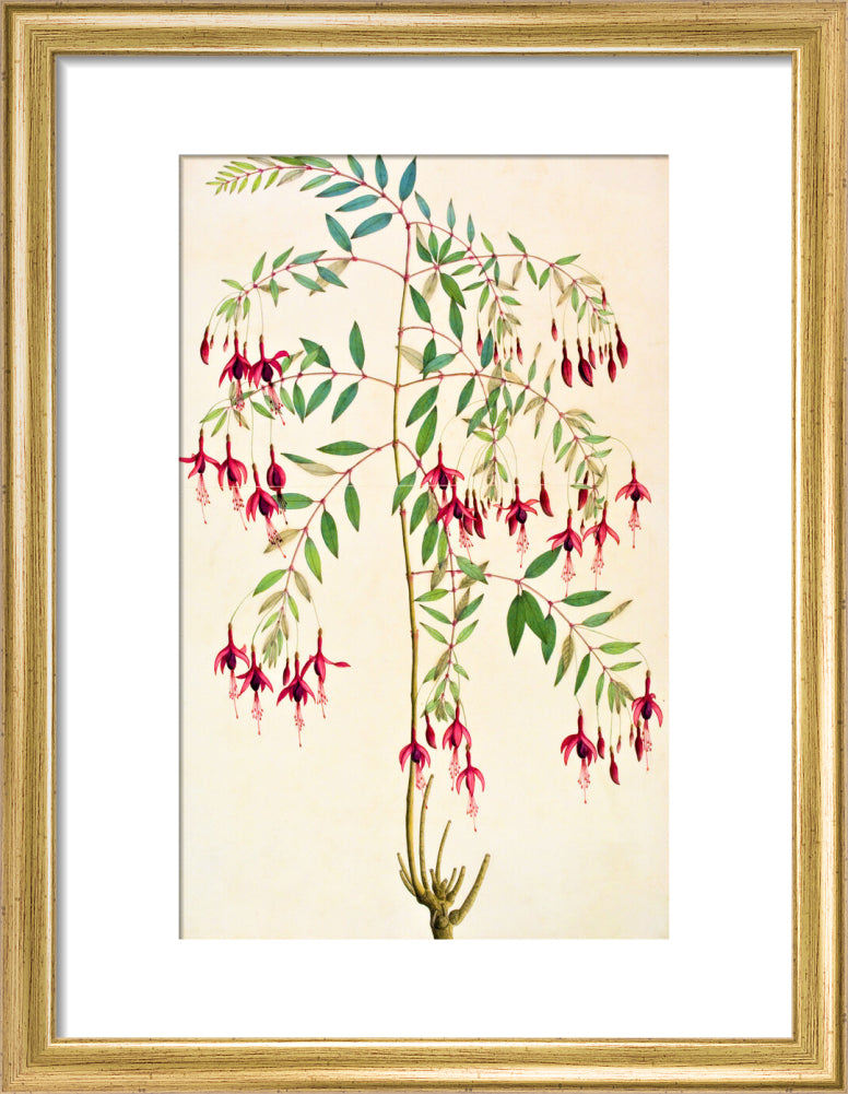 Fuschia Magellanica - The Dapuri Collection