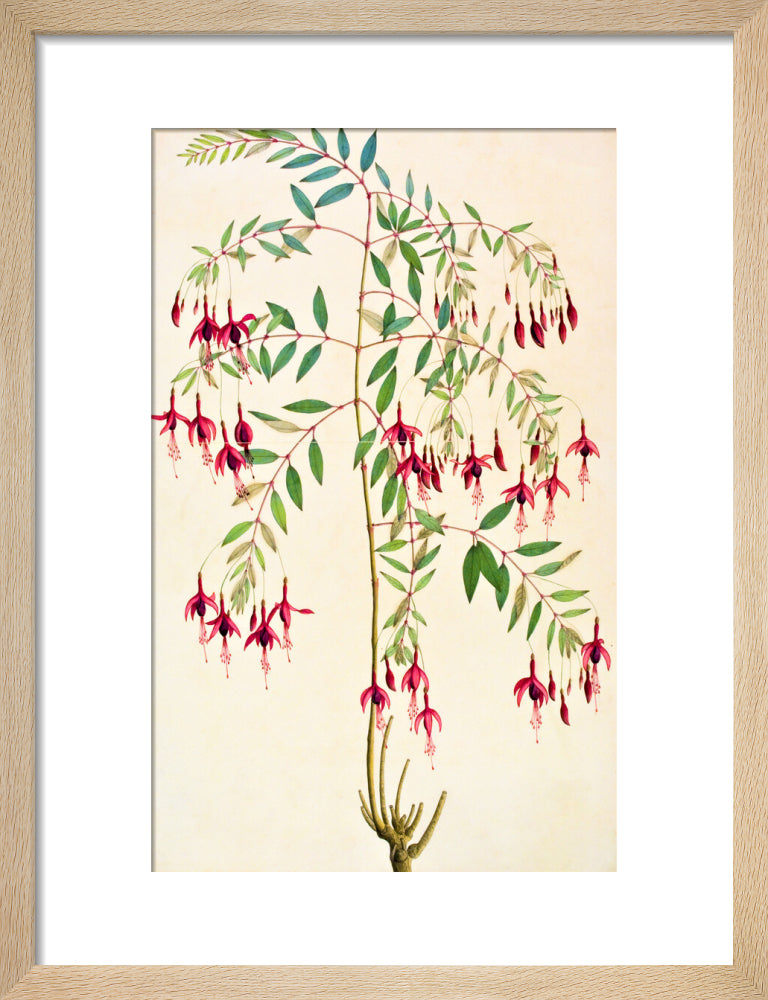 Fuschia Magellanica - The Dapuri Collection