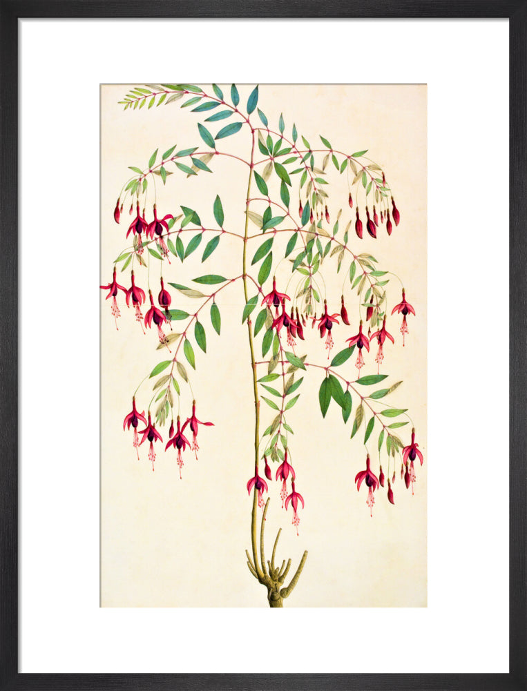Fuschia Magellanica - The Dapuri Collection