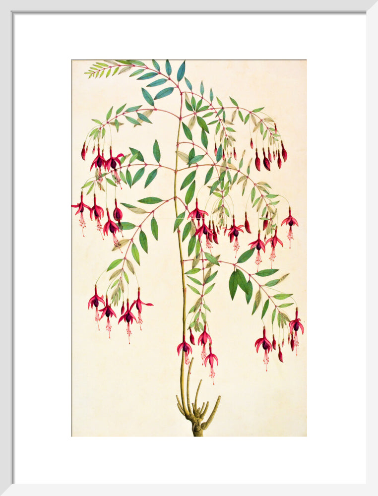 Fuschia Magellanica - The Dapuri Collection