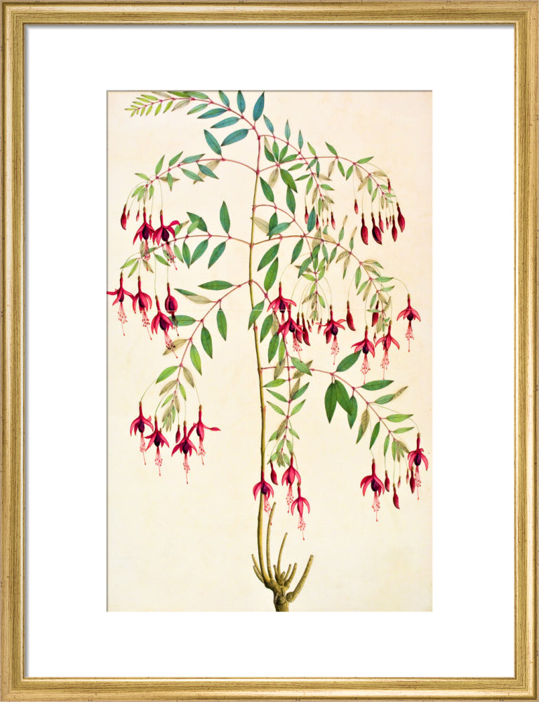 Fuschia Magellanica - The Dapuri Collection
