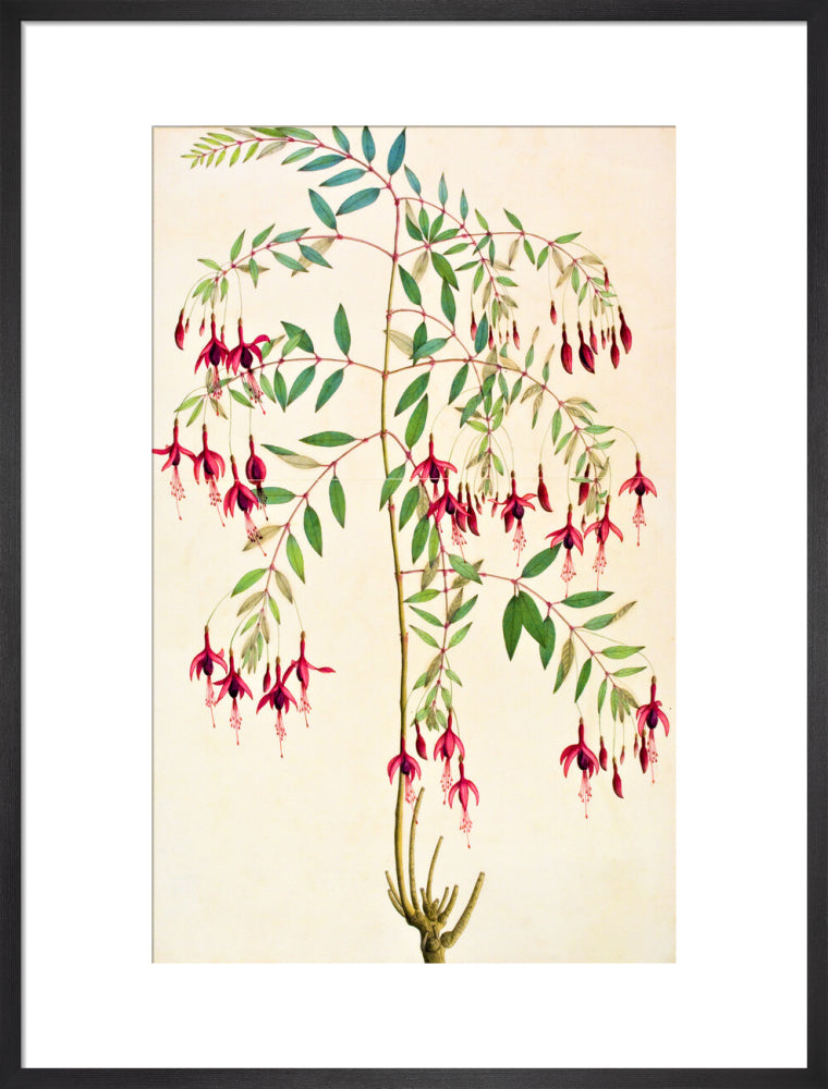 Fuschia Magellanica - The Dapuri Collection
