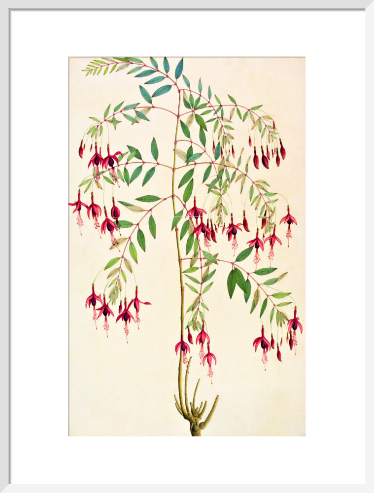Fuschia Magellanica - The Dapuri Collection