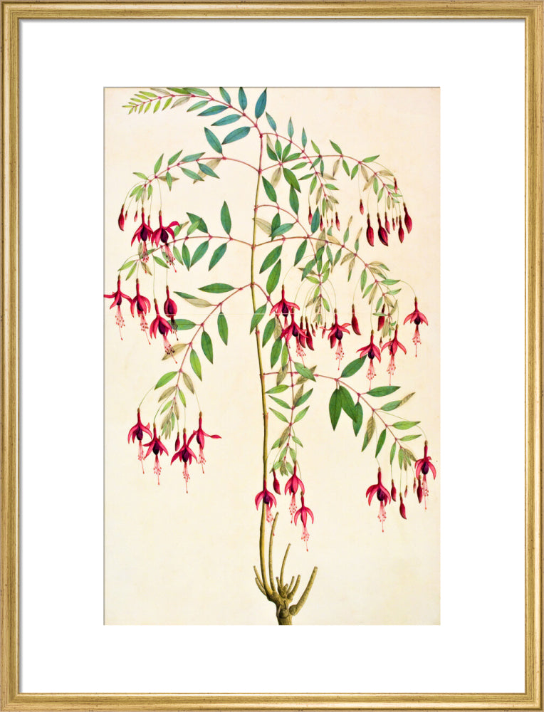 Fuschia Magellanica - The Dapuri Collection