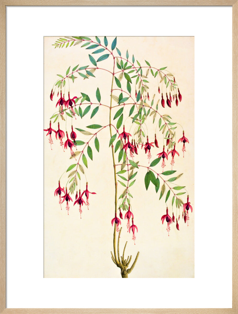 Fuschia Magellanica - The Dapuri Collection