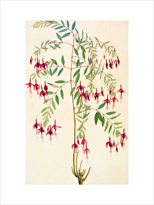 Fuschia Magellanica - The Dapuri Collection