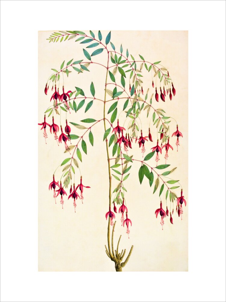 Fuschia Magellanica - The Dapuri Collection