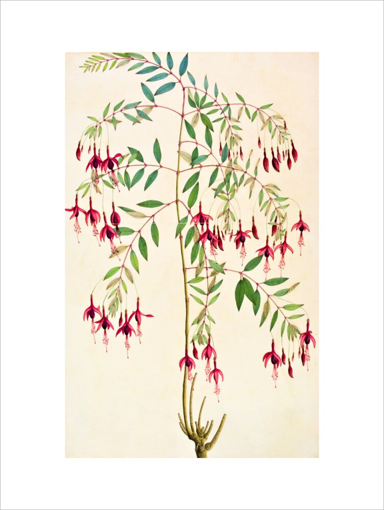 Fuschia Magellanica - The Dapuri Collection