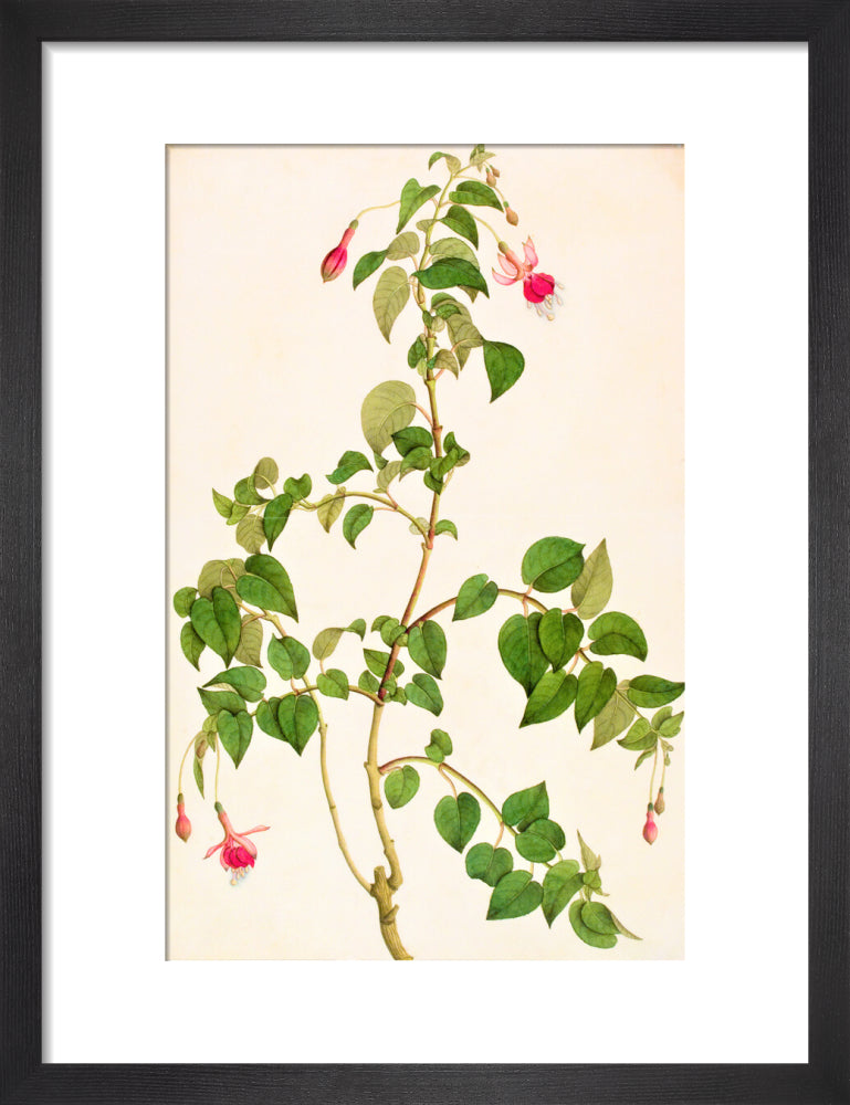 Fuschia - The Dapuri Collection