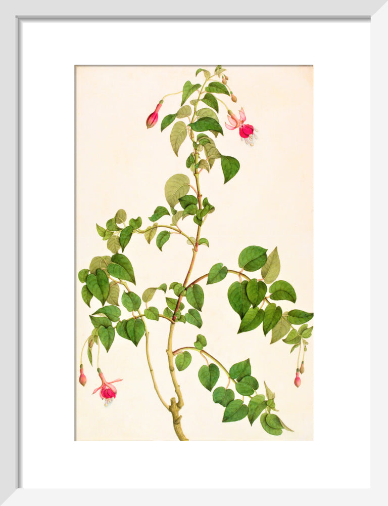 Fuschia - The Dapuri Collection