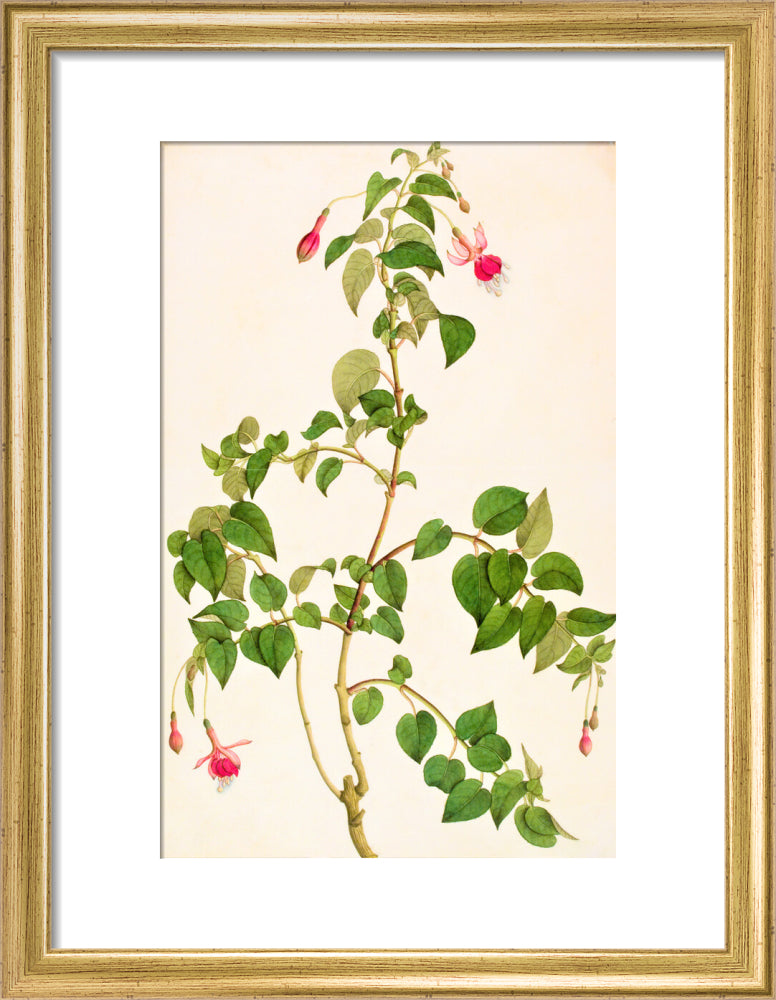 Fuschia - The Dapuri Collection