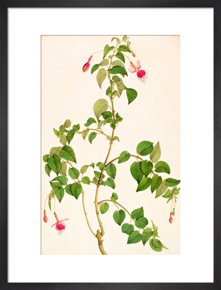 Fuschia - The Dapuri Collection