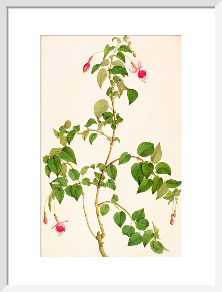 Fuschia - The Dapuri Collection