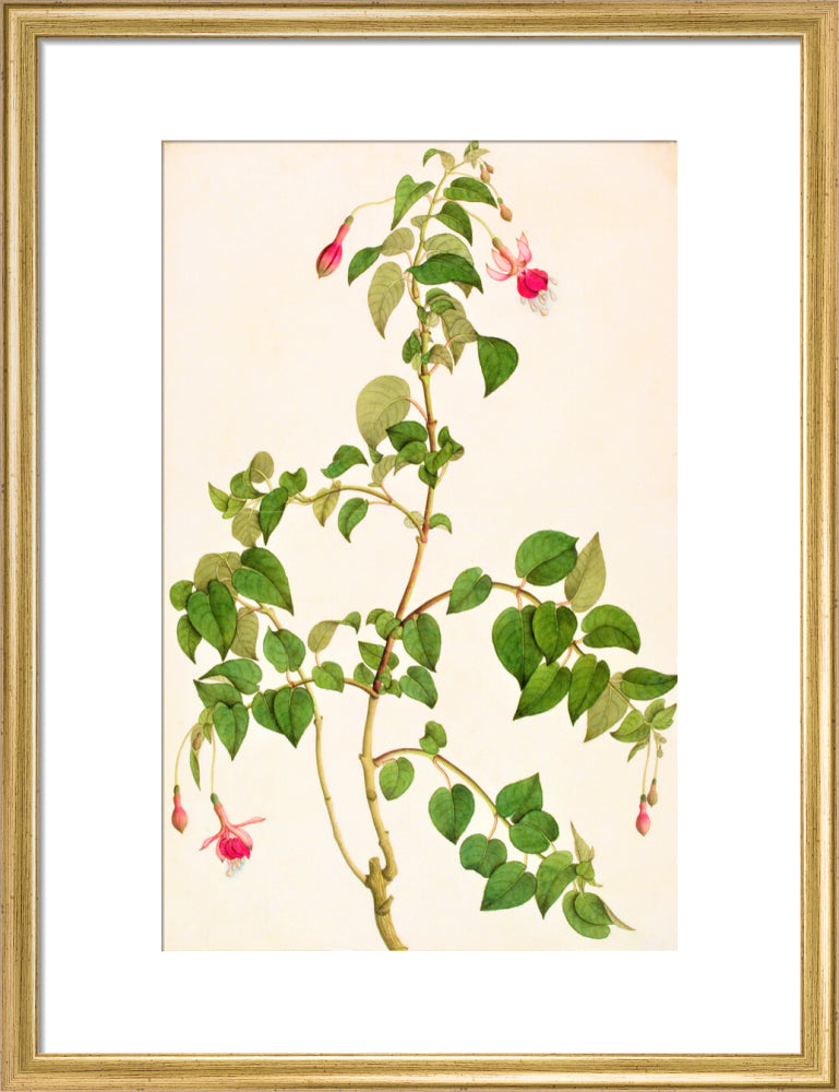 Fuschia - The Dapuri Collection