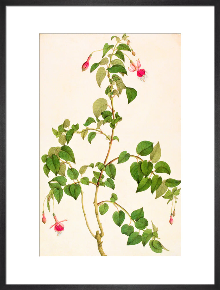 Fuschia - The Dapuri Collection
