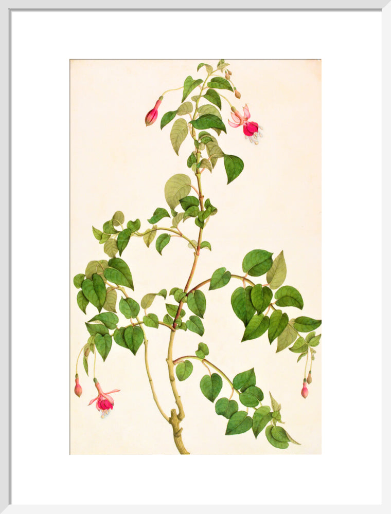 Fuschia - The Dapuri Collection