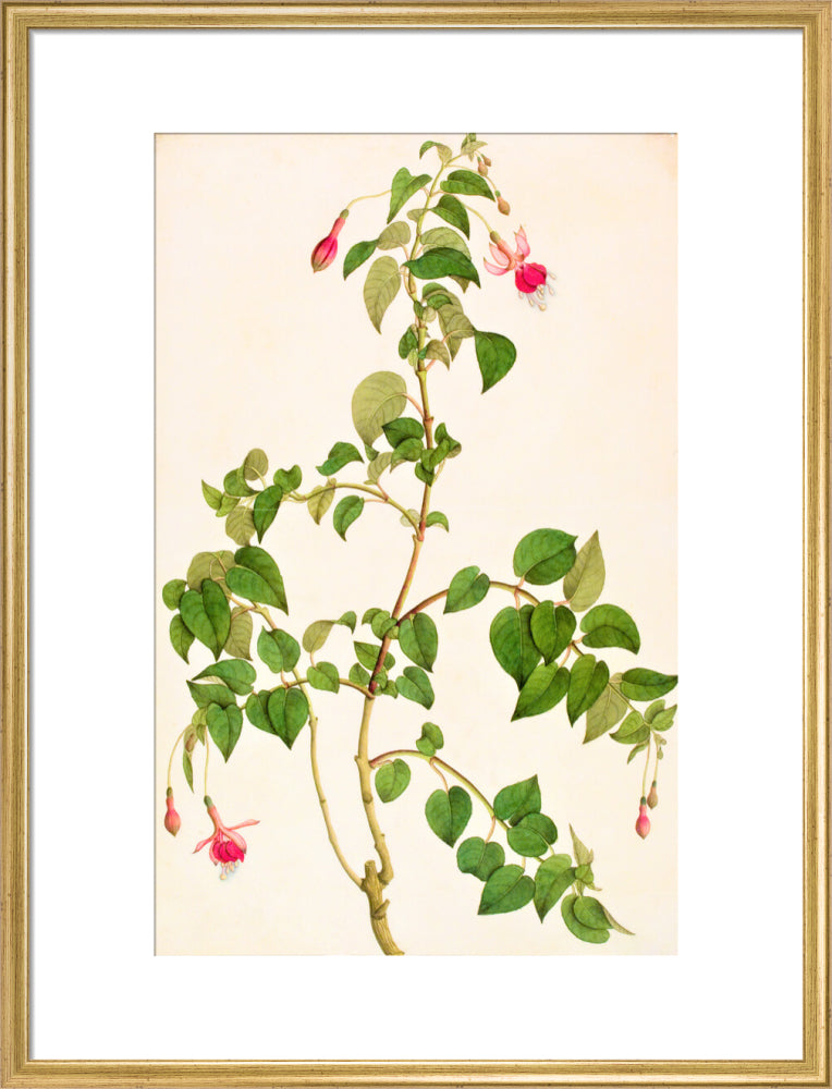Fuschia - The Dapuri Collection