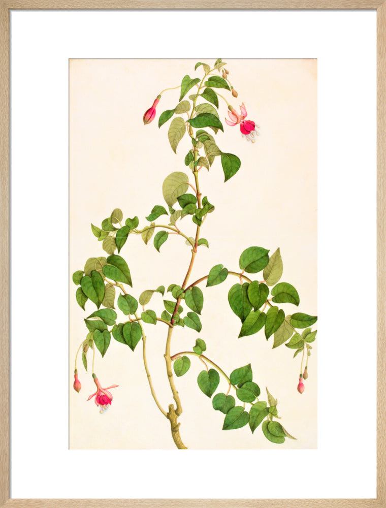 Fuschia - The Dapuri Collection