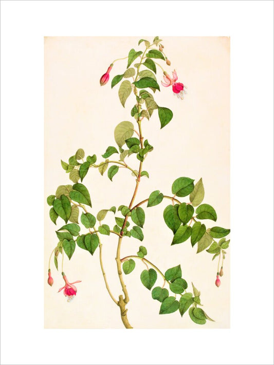 Fuschia - The Dapuri Collection